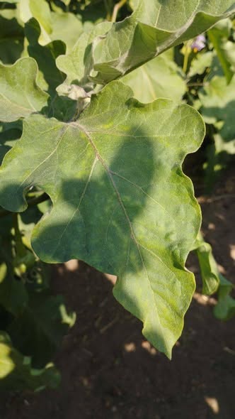 السلام عليكم ورحمه الله
ممكن علاج للاعراض دي
مع العلم شكل الجذور دي لنبات بتنجان مدكر